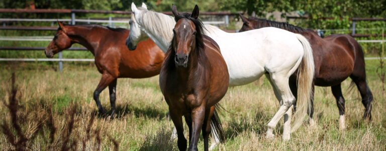 SystemischeAufstellung-Pferde-winsight
